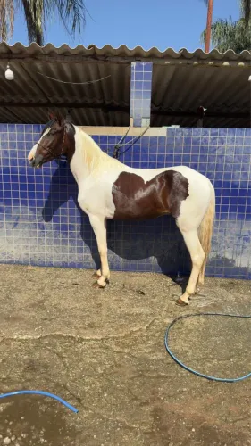 Cavalo pampa 
