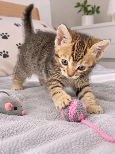 ? Lindos filhotes Bengal disponíveis! ?
