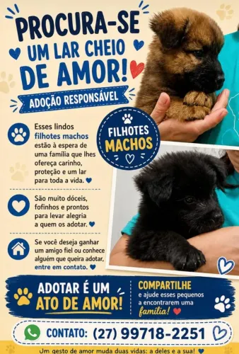 Doação de filhote de cachorro 