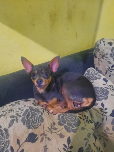 PINCHER FÊMEA procura namorado!