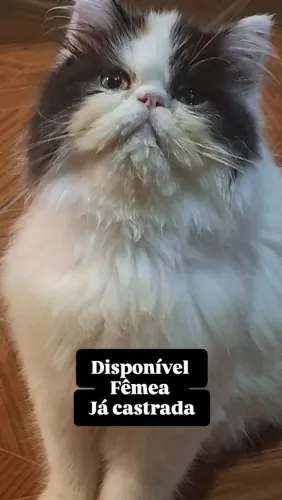 Gato Persa