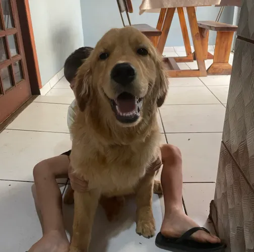 Vendo golden retrivier
