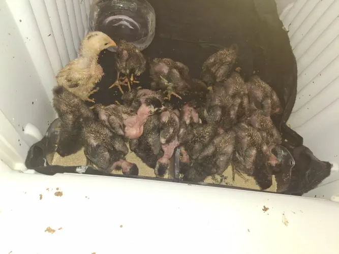 Pintinhos caipira