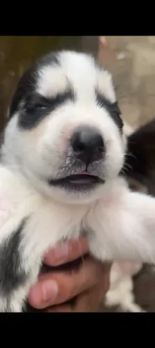 Hunsk cachorro