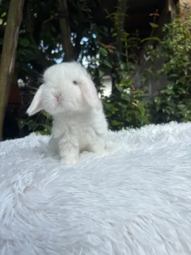 Mini Coelho Mini Lop de Origem Uruguaia