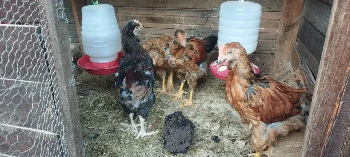 Vende-se franguinhos melhorados genéticamente