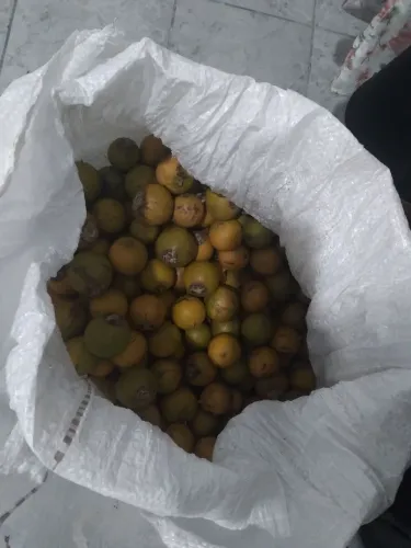 Vendo tucumã 10 reais a dúzia 