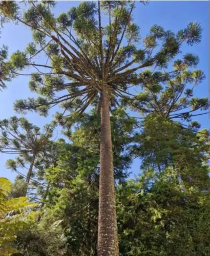 BELÍSSIMA ÁREA TERRA - NOBRE LOCALIZAÇAO