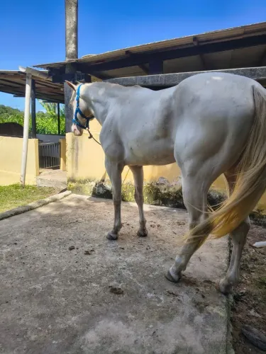 Cavalo potro cremelo