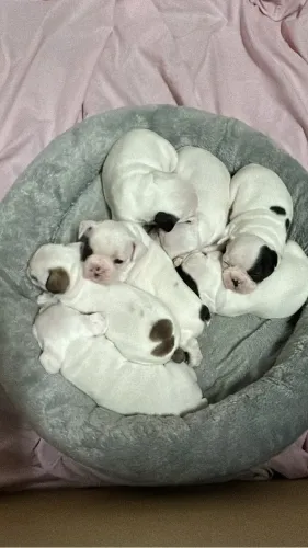 Bulldog francês