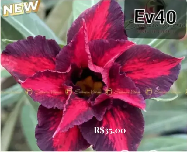 Flor do deserto