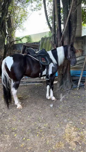 Cavalo mangalarga puro