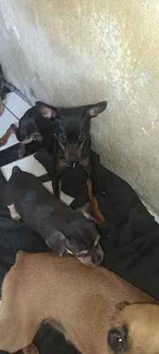 Pinscher n 1 ,R$ 500
