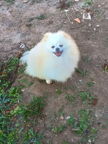 Spitz alemão adulto com pedigree
