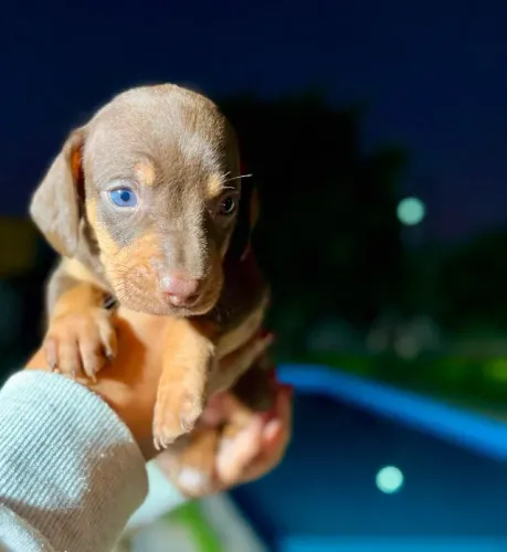 Vende-se filhotes de Dachshund !