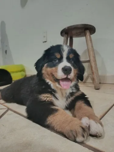 Filhote Bernese 