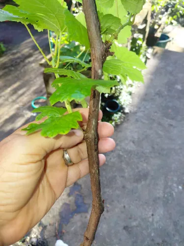 Mudas de Uva
