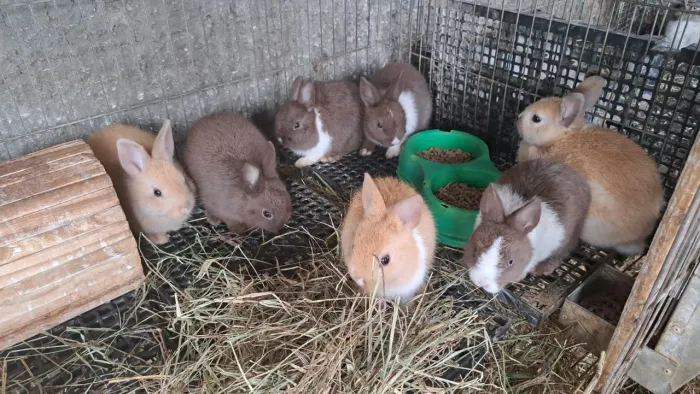 Coelhinhos lindos