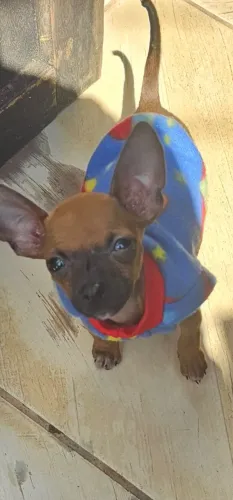 Vendo um pinte dos meses três vacina com preta