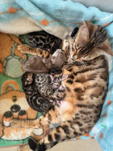 Filhotes de Bengal mini onça
