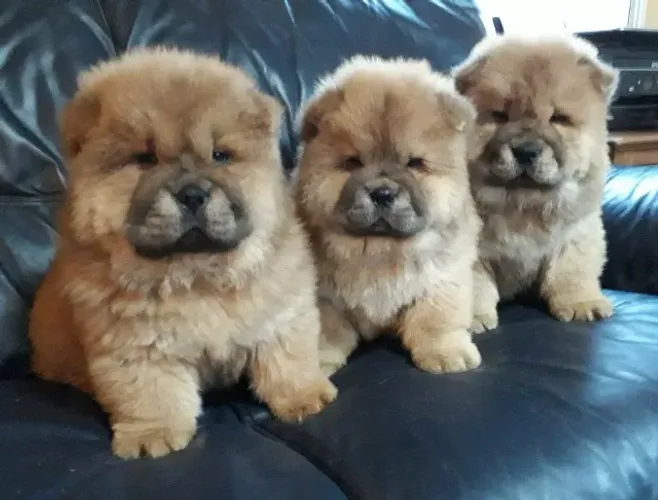 Chow Chow,Chow Chow Filhote Disponível Entrega Facilitada