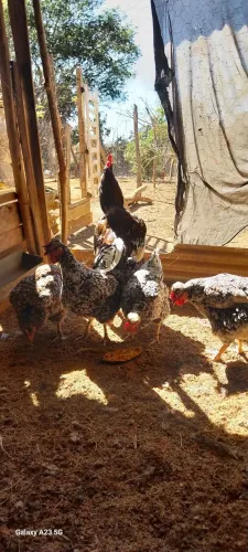 Galinhas gsd