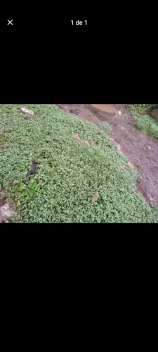 Vendo jambu a pronta entrega