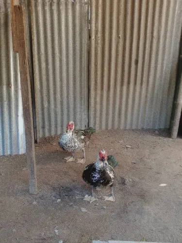 Patos, galos e ovos caipiras a venda!