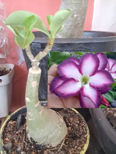 Rosa do deserto de flor roxa e gigante 