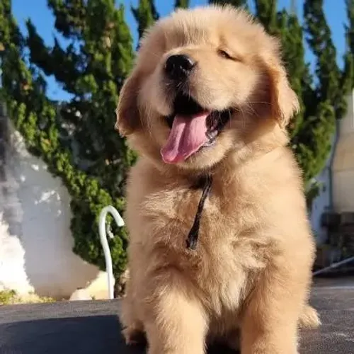 Golden Retriever filhotes 