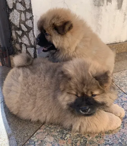 Vende-se filhote de chow chow 