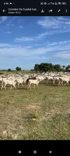 Fazenda de arrendamento pra Bezerros, 1.700hec cabe 1.600 bezerros em poconé MT. R$:70.000
