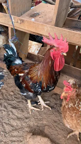 Galo GSB Balão 