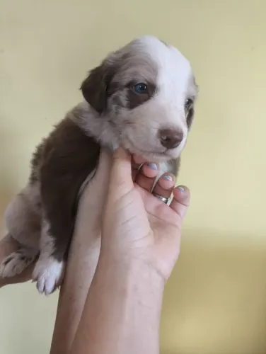 Filhotes de Border Collie Machos - Disponíveis para Reserva