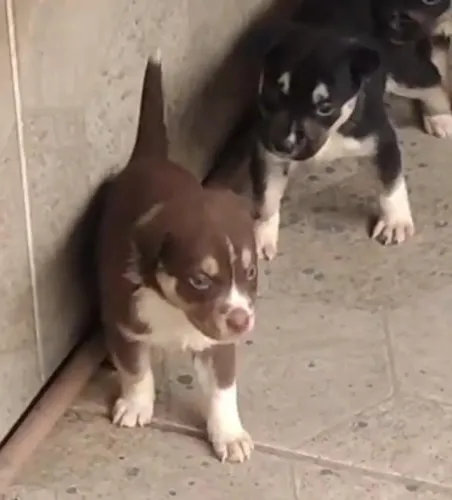 Cachorro