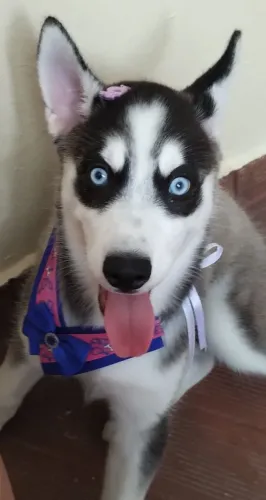 Vendo Husky Siberiano