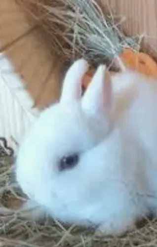Coelhos