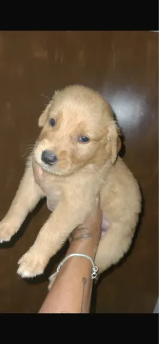 Golden retriever com assistencia e pedigree
