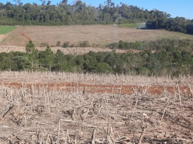 Lote assentamento guajuvira