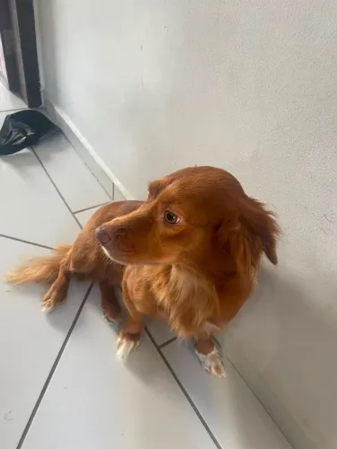 Doação d 2 cachorrinha 