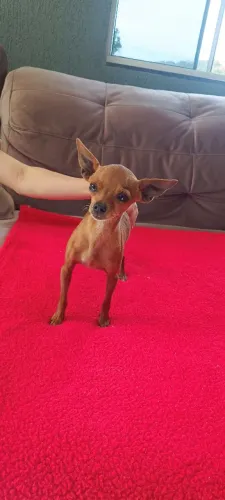 Pinscher machinho 