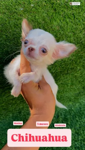 Filhote chihuahua