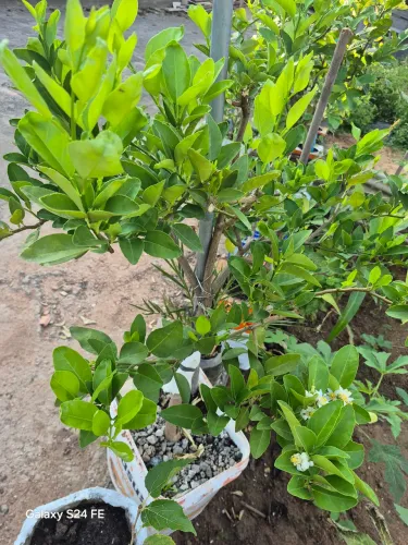 Vendo  pe de limão. mirtilo e jabuticaba 