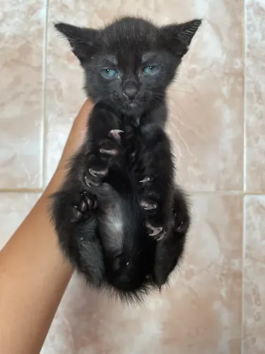 Gatinho 
