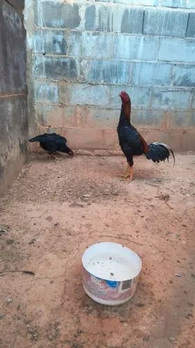 Casal de frango índio.