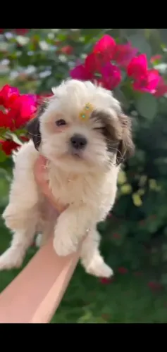 Shih tzu com pedigree disponivel