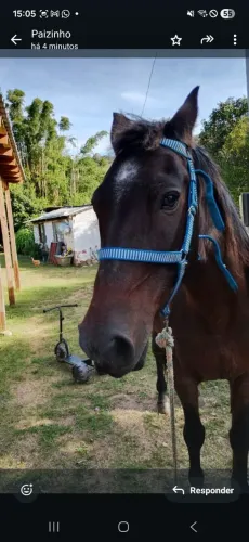Vendo cavalo