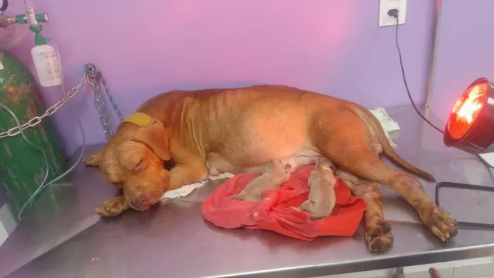 Filhotes de American Staffordshire com Pit Bull mestiços.