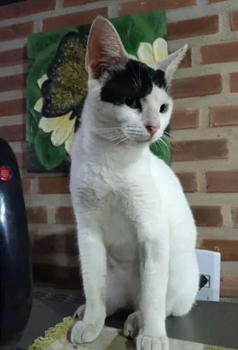 Gata castrada 7 meses