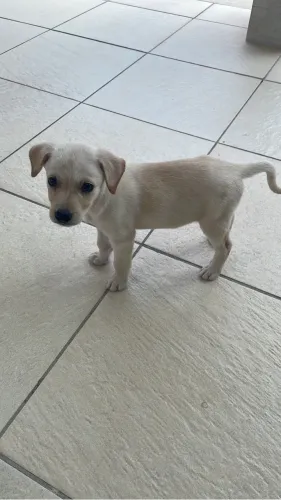Cachorrinha - adoção